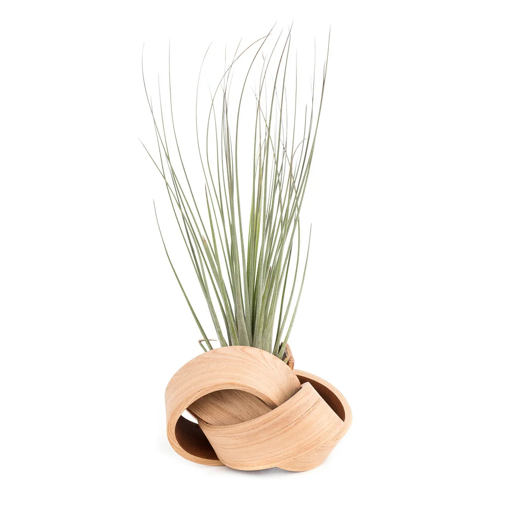 art of plants lotus.jpg