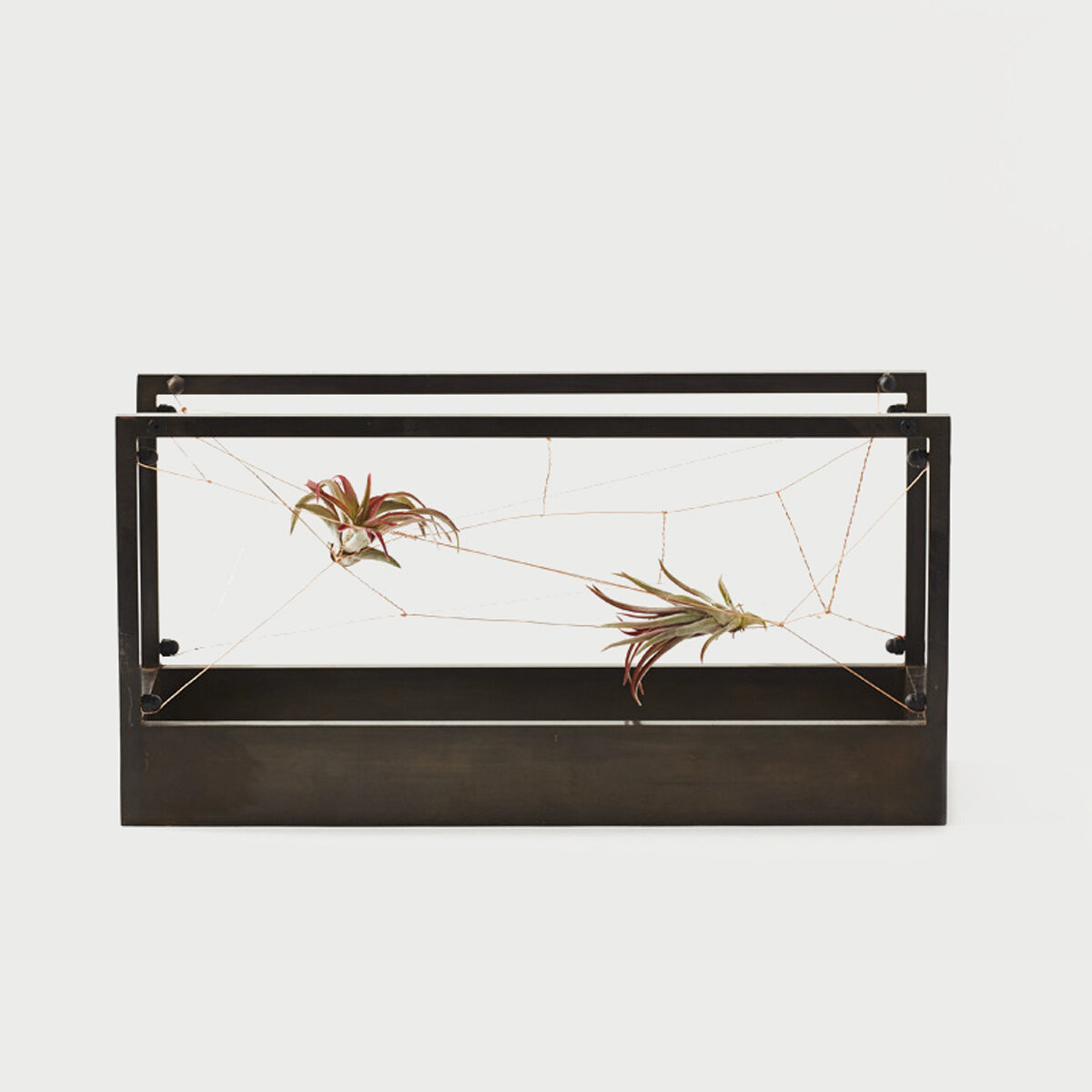 AIR TERRARIUM.jpg