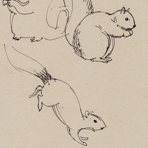 Squirrel sketches
