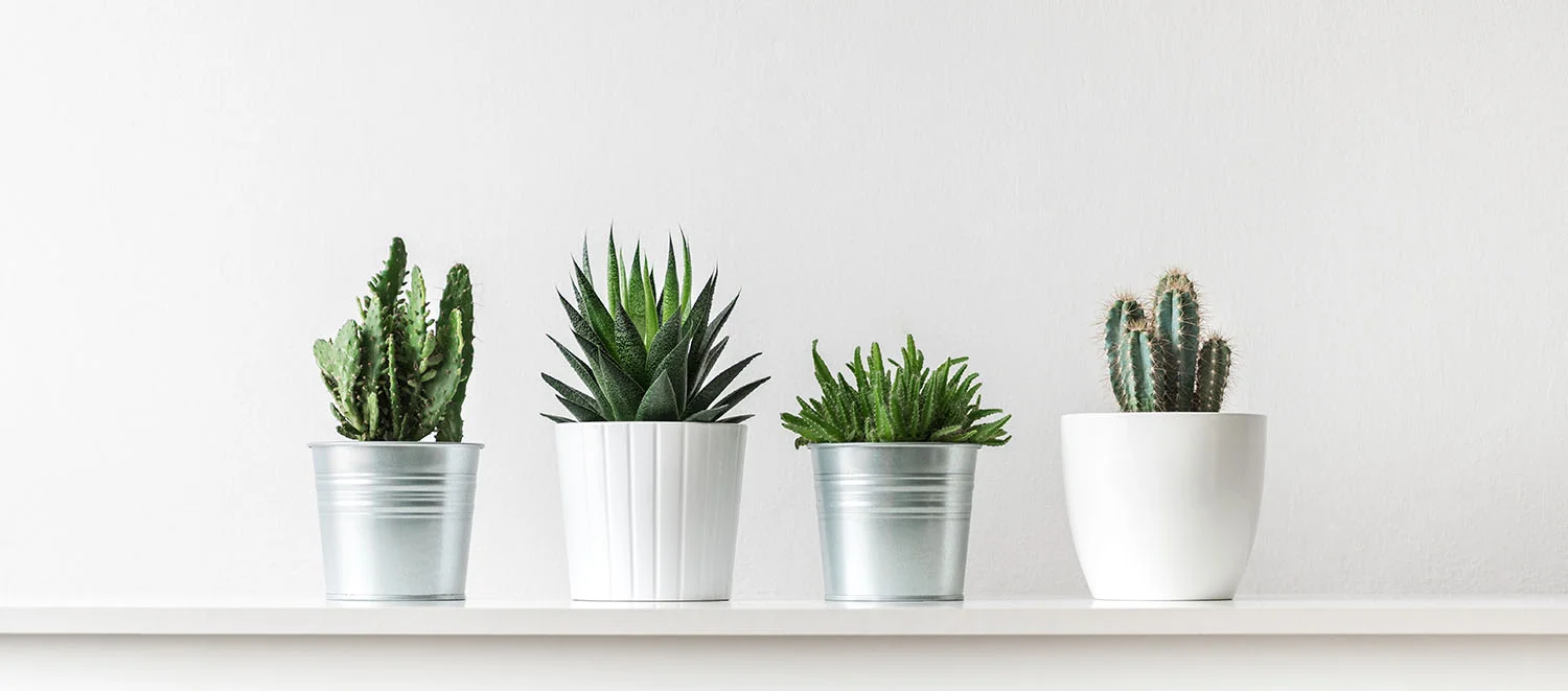 plants.jpg