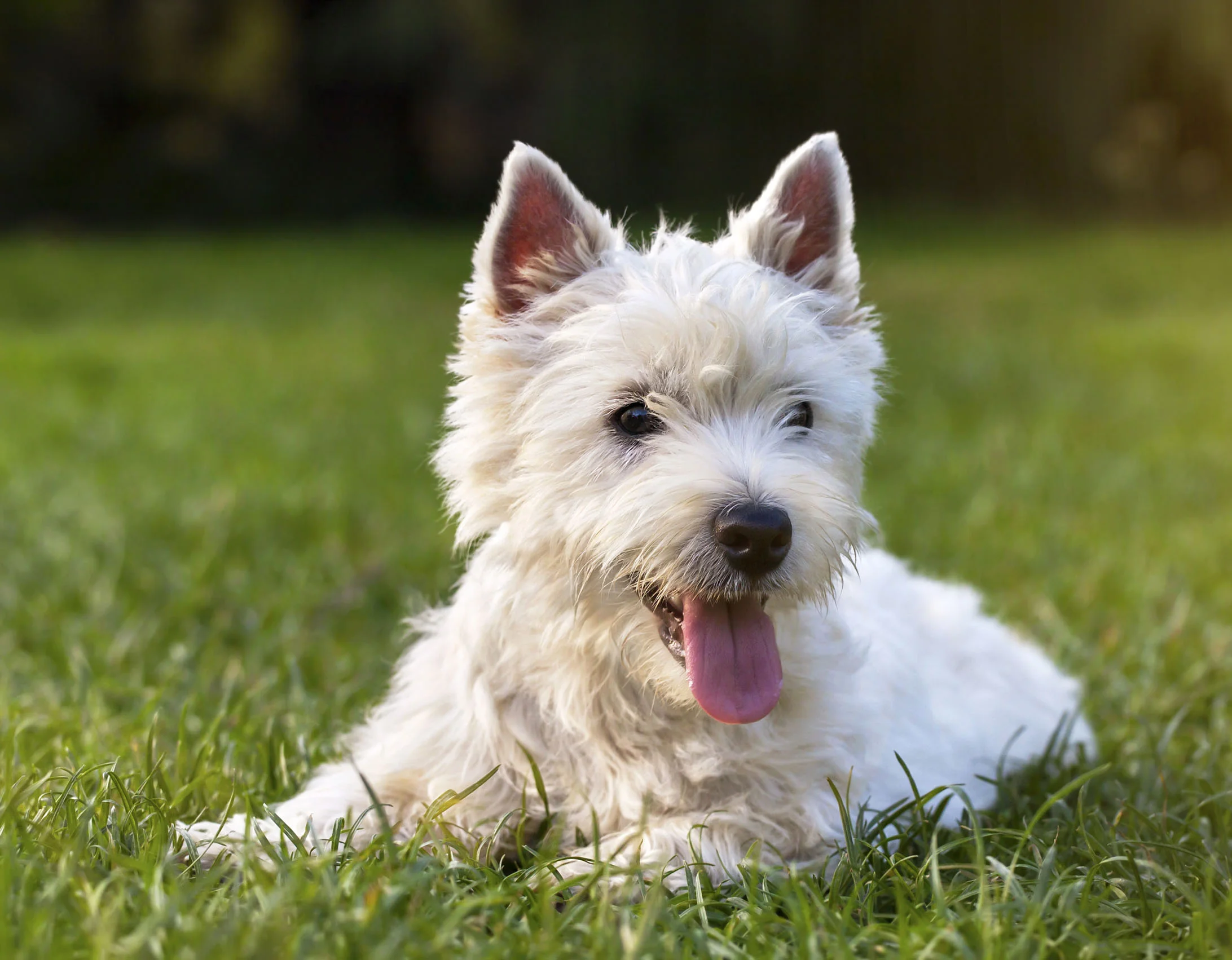 Henry_CU Dog.jpg