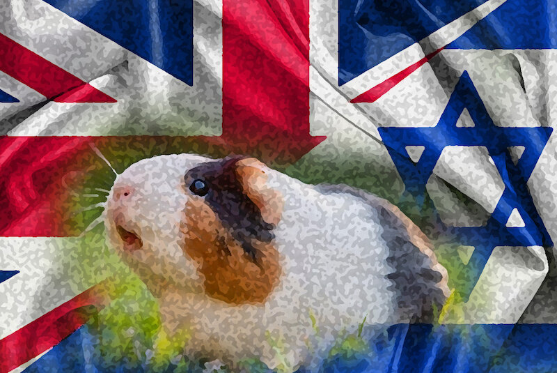 Guinea Pig.jpg