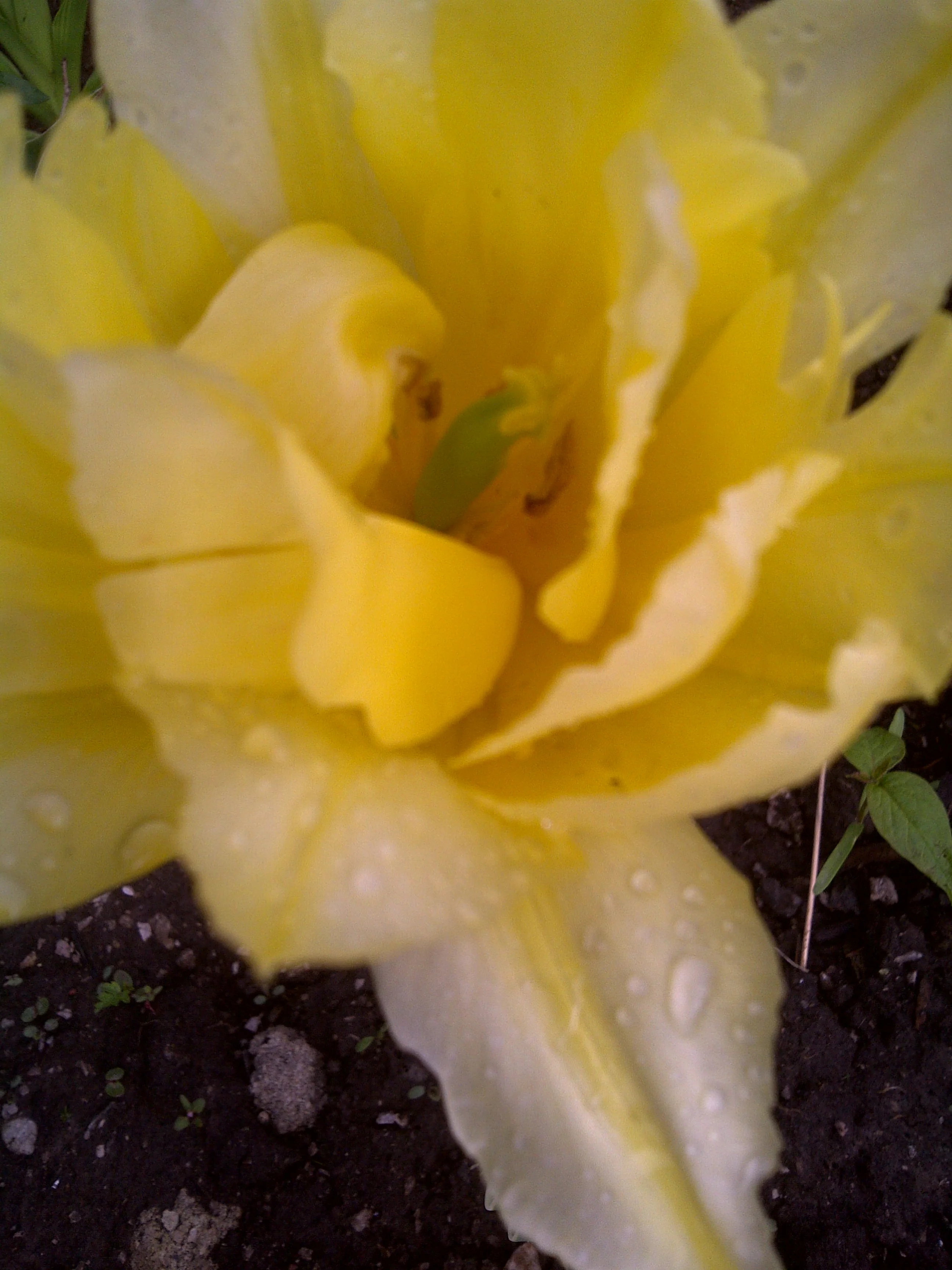 IMG-20110520-00355.jpg