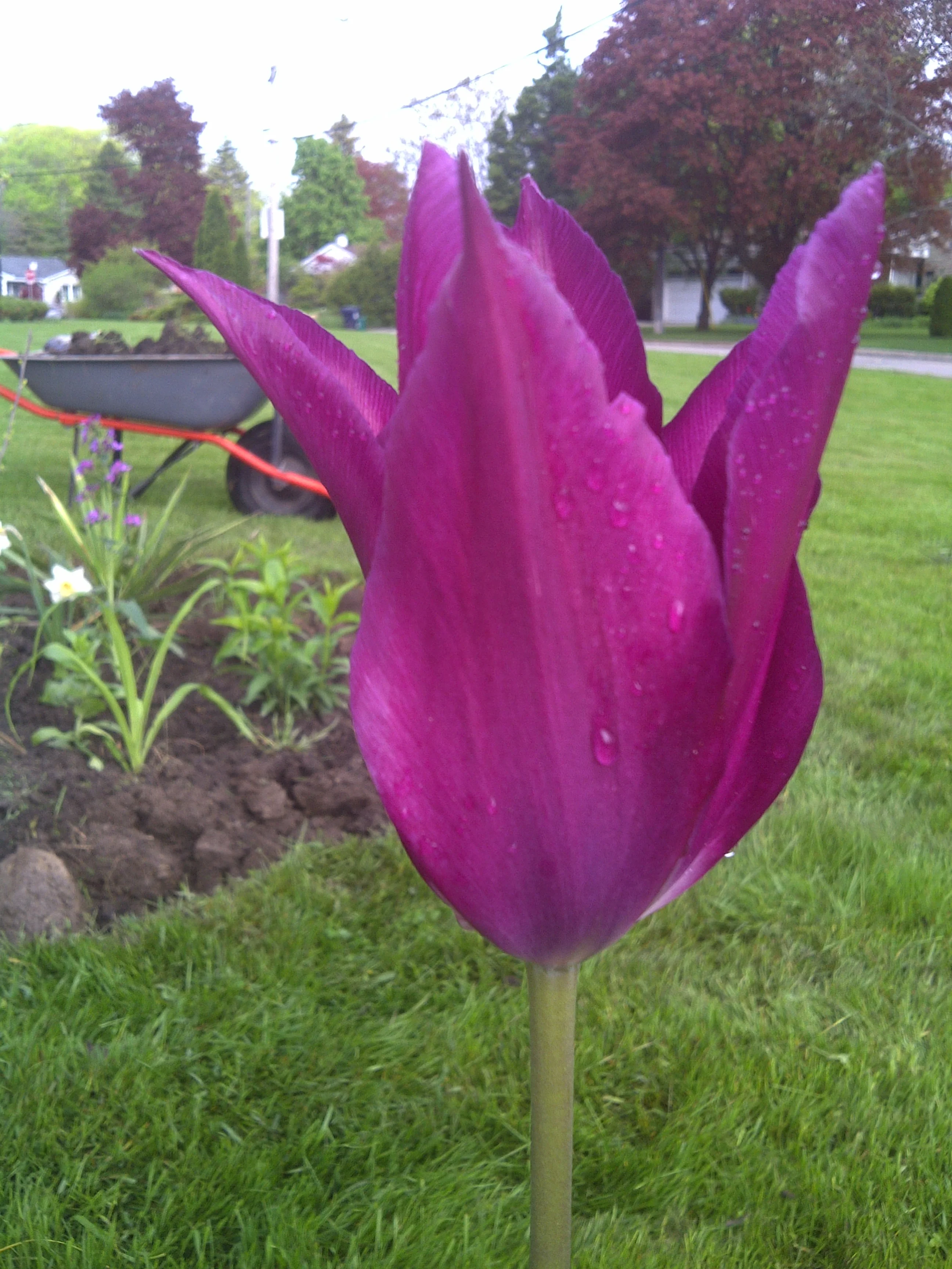 IMG-20110520-00356.jpg