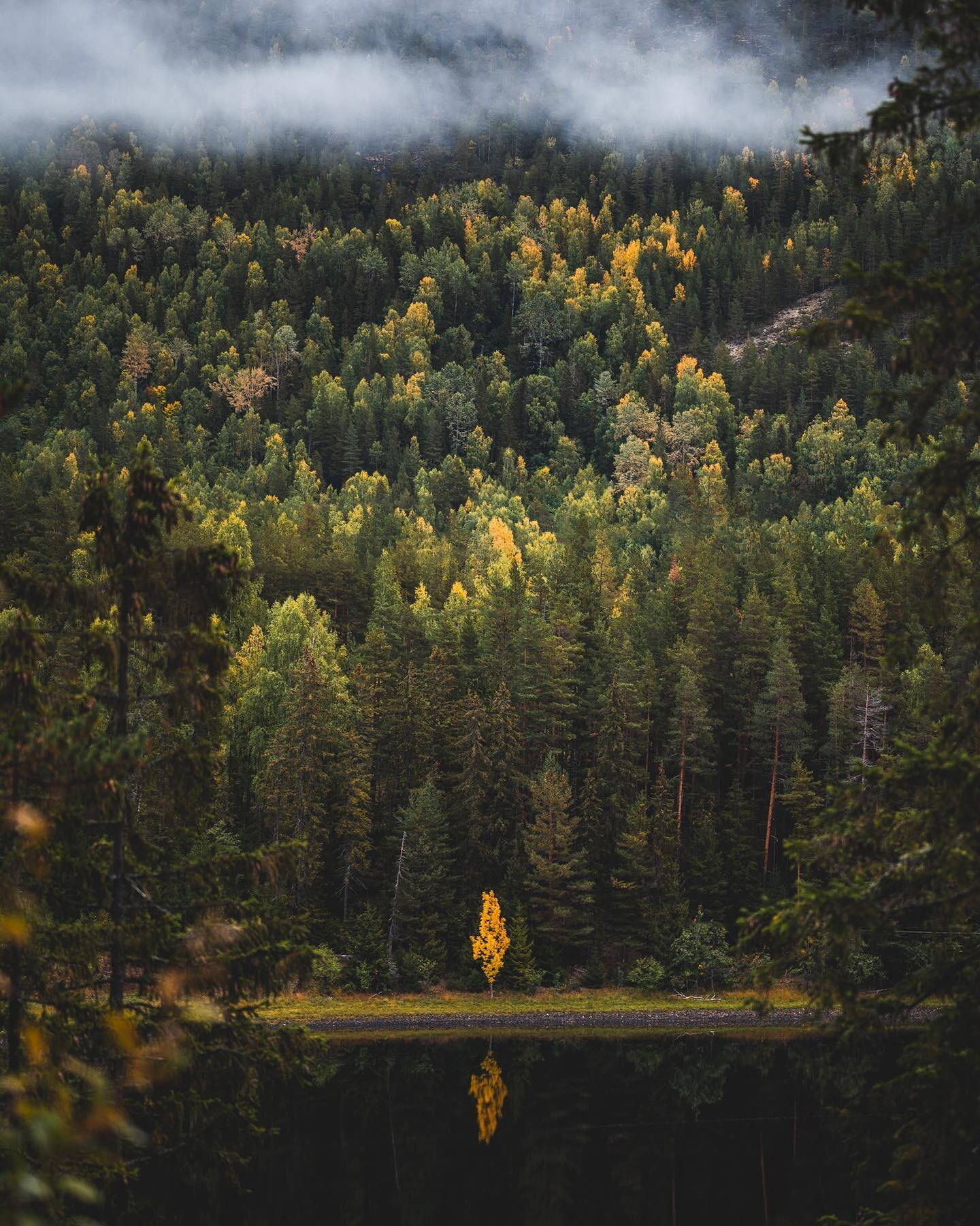H&oslash;st is coming.

#visitnorway #norge #norgeibilder #fjordnorway #mittnorge #autumn #travelphotography #veidekke #yellowtree #nikonz6 #roadtripnorway #h&oslash;stinorge #nikonphotography #nikon #northernplayground #magasin_no