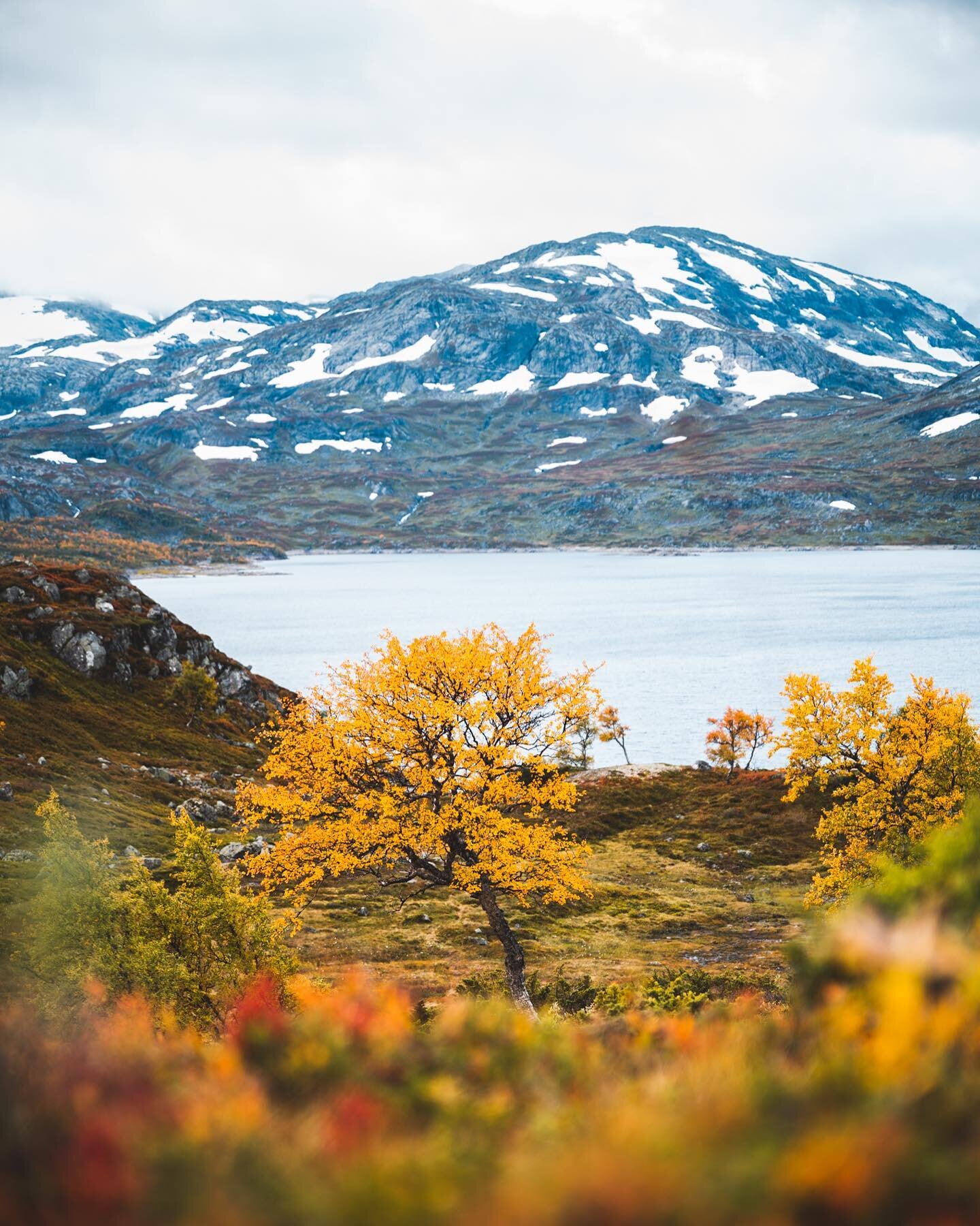 Autumn in Norway🍂 

#heddalstavkirke #heddalstavechurch #haukali #mittnorge #norge #norskh&oslash;st #magasin_no #visitnorway #norway #allmannajuvet #sauda #mittvestland #utno #dnt #nikonz6 
#travelphotograpy #nikonnordic #saudafaldene
