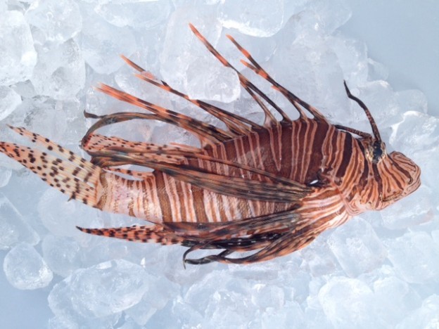 Lionfish: Extremely Invasive...But Also Delicious