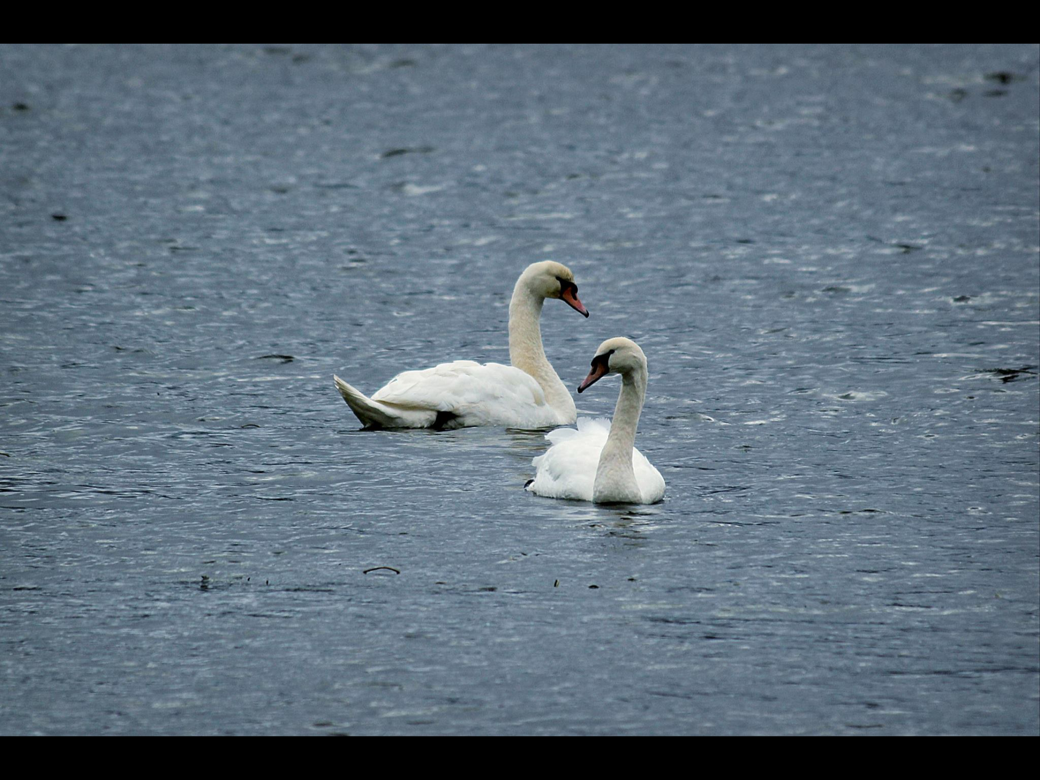 Fall visitors 2014