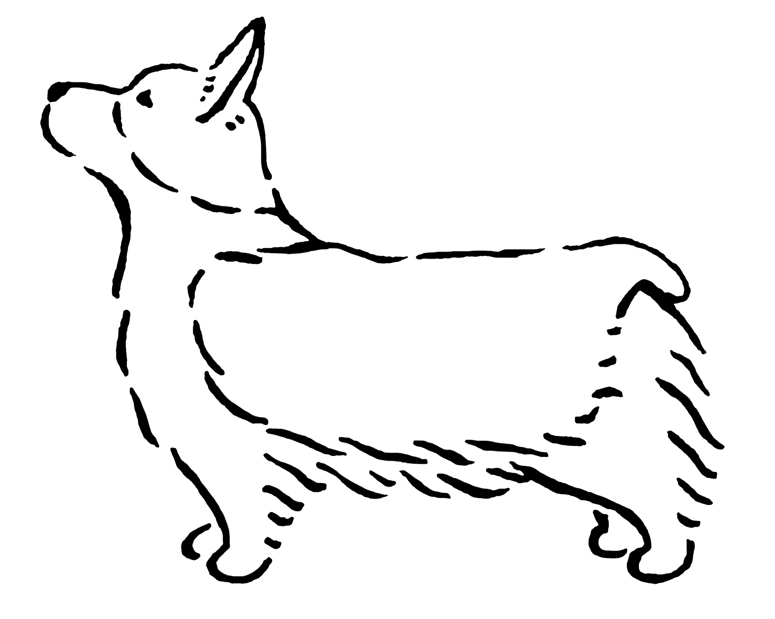 corgi_e.jpg