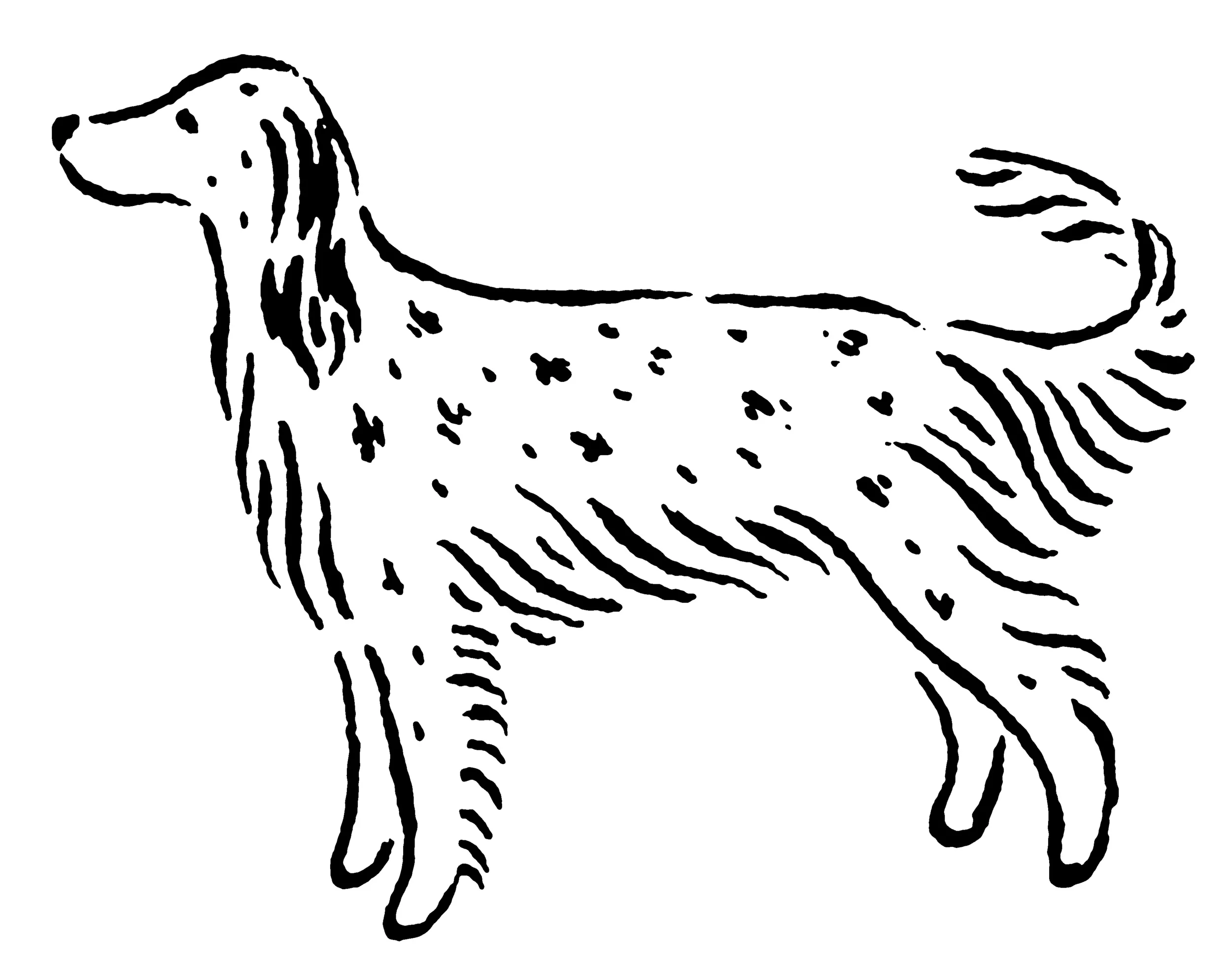 englishsetter_e.jpg