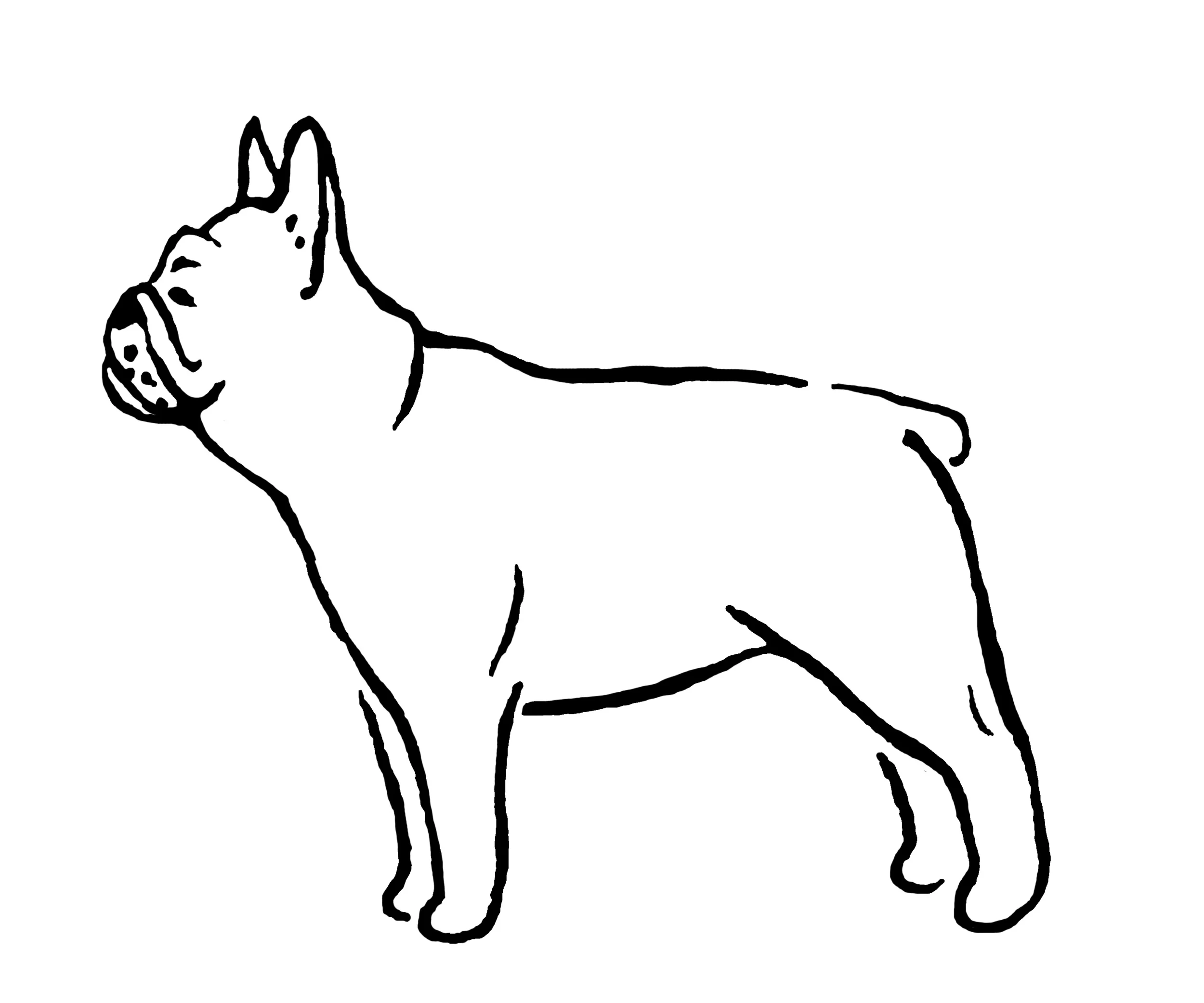 frenchie_e.jpg