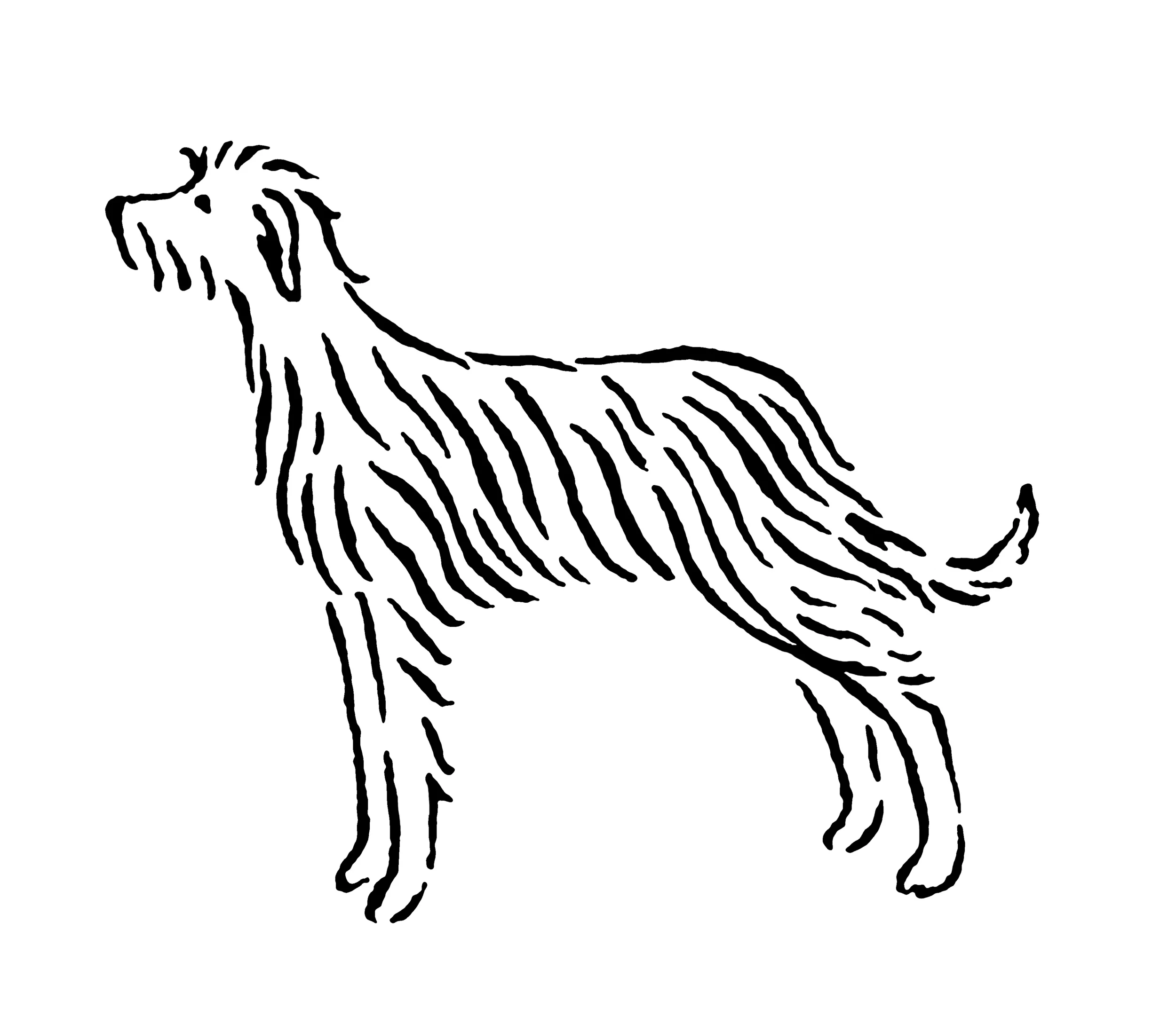 irishwolfhound_e.jpg