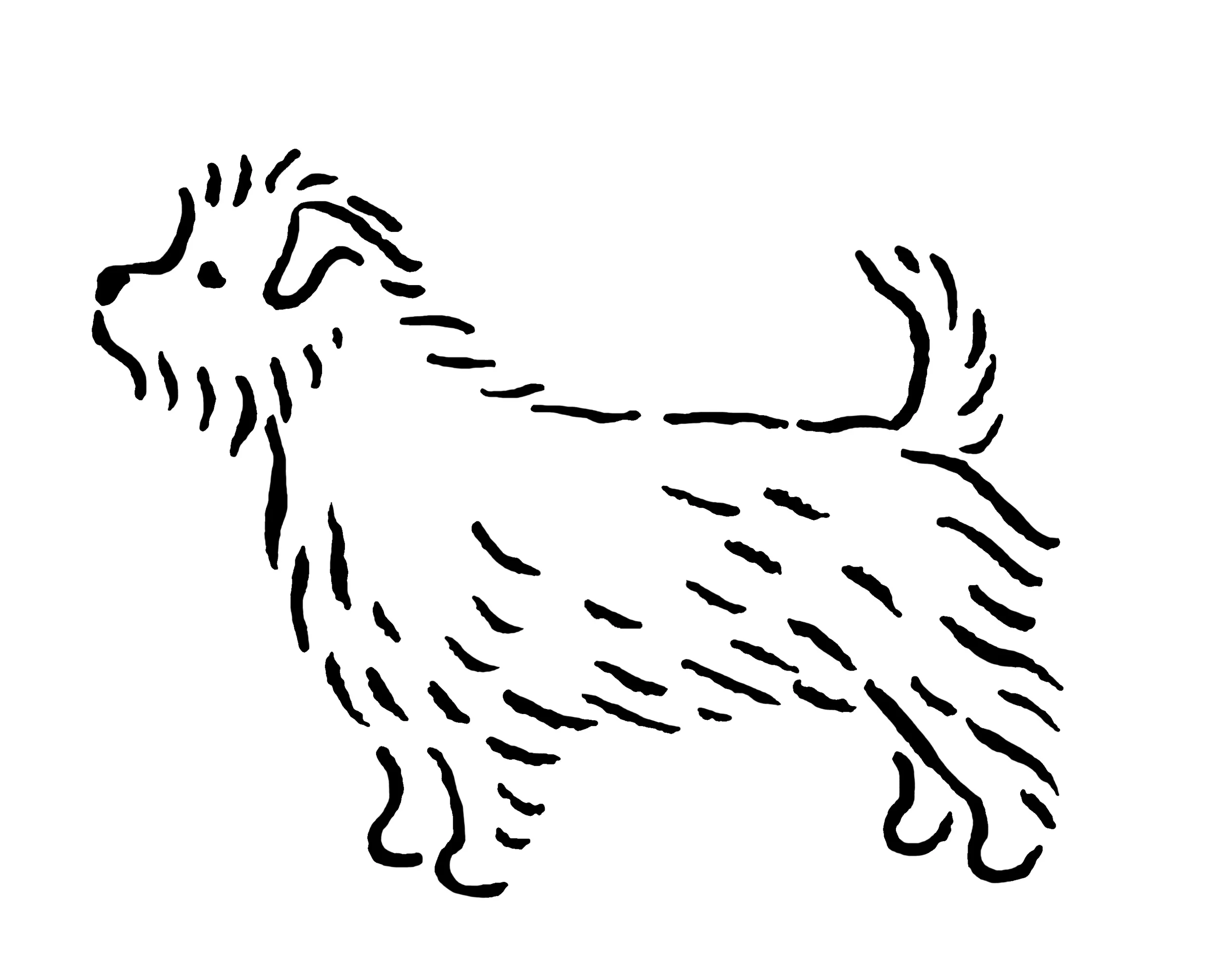 norfolkterrier_e.jpg