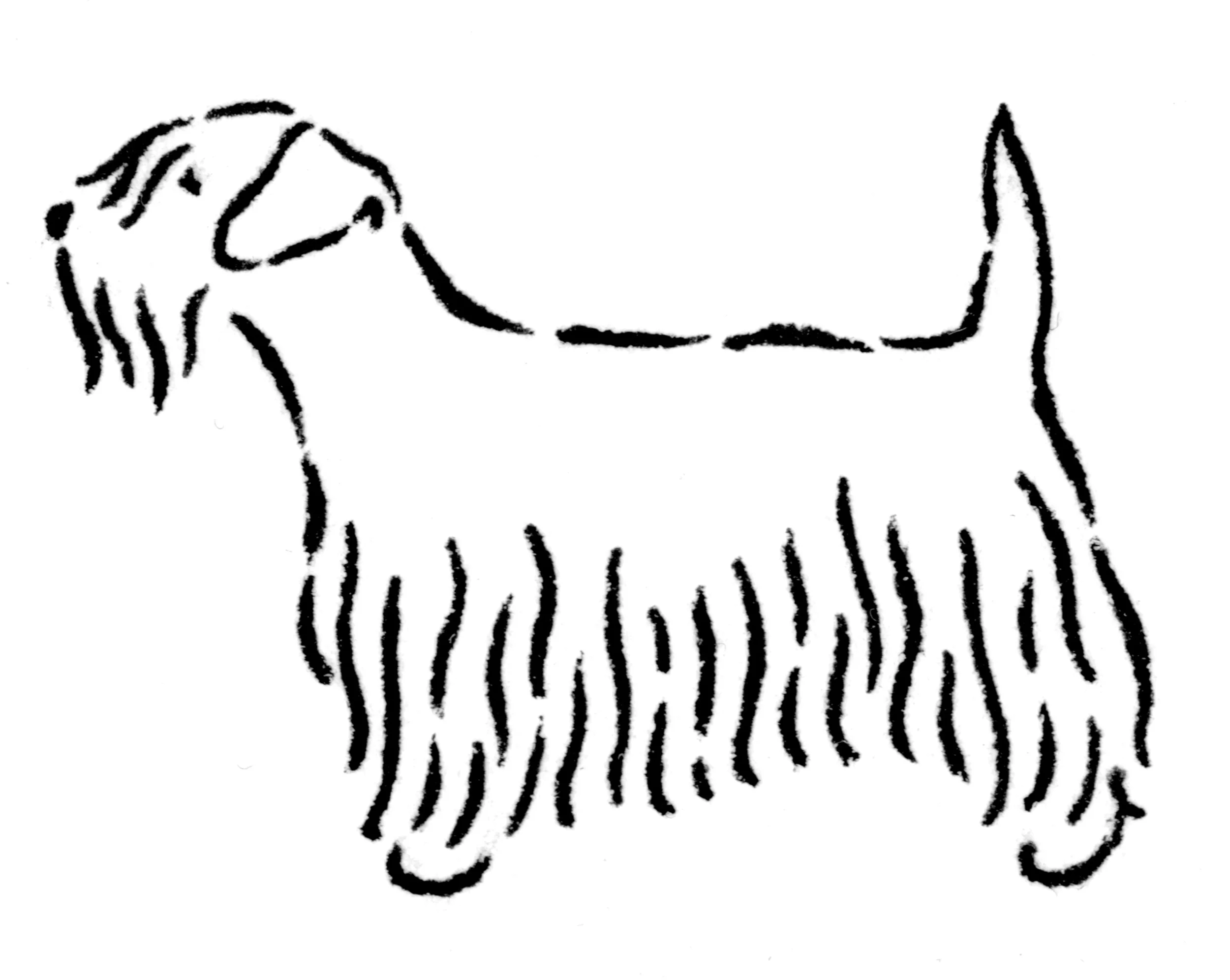 sealyham_e.jpg
