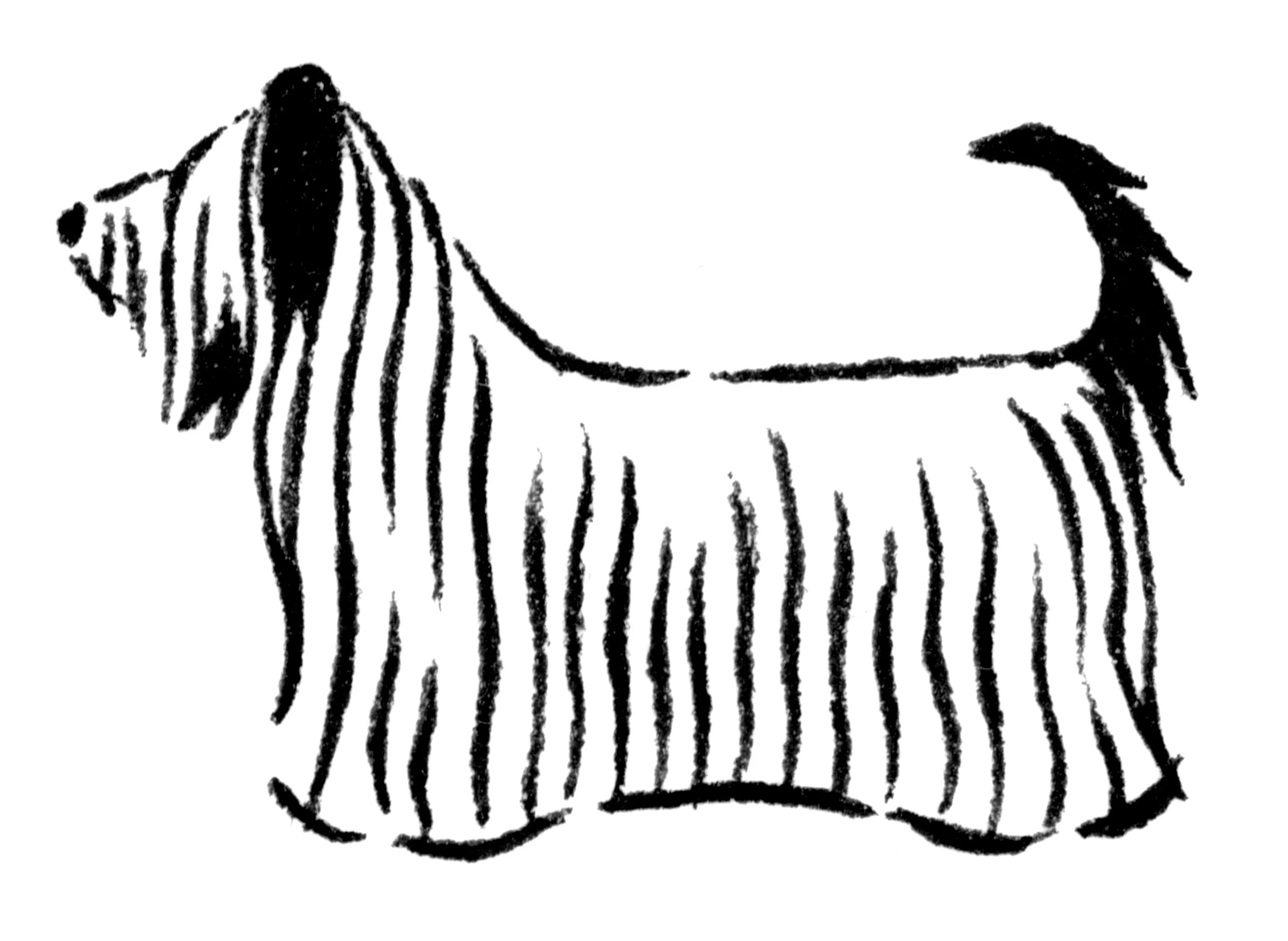 skyeterrier_e.jpg