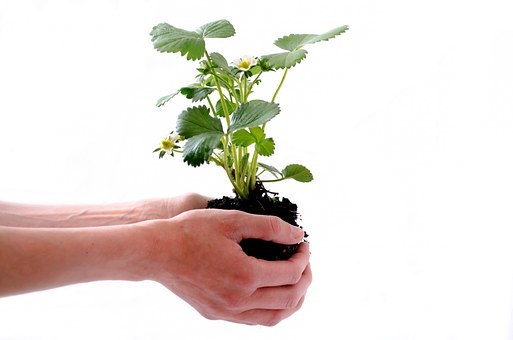 plant in hand 2.jpg
