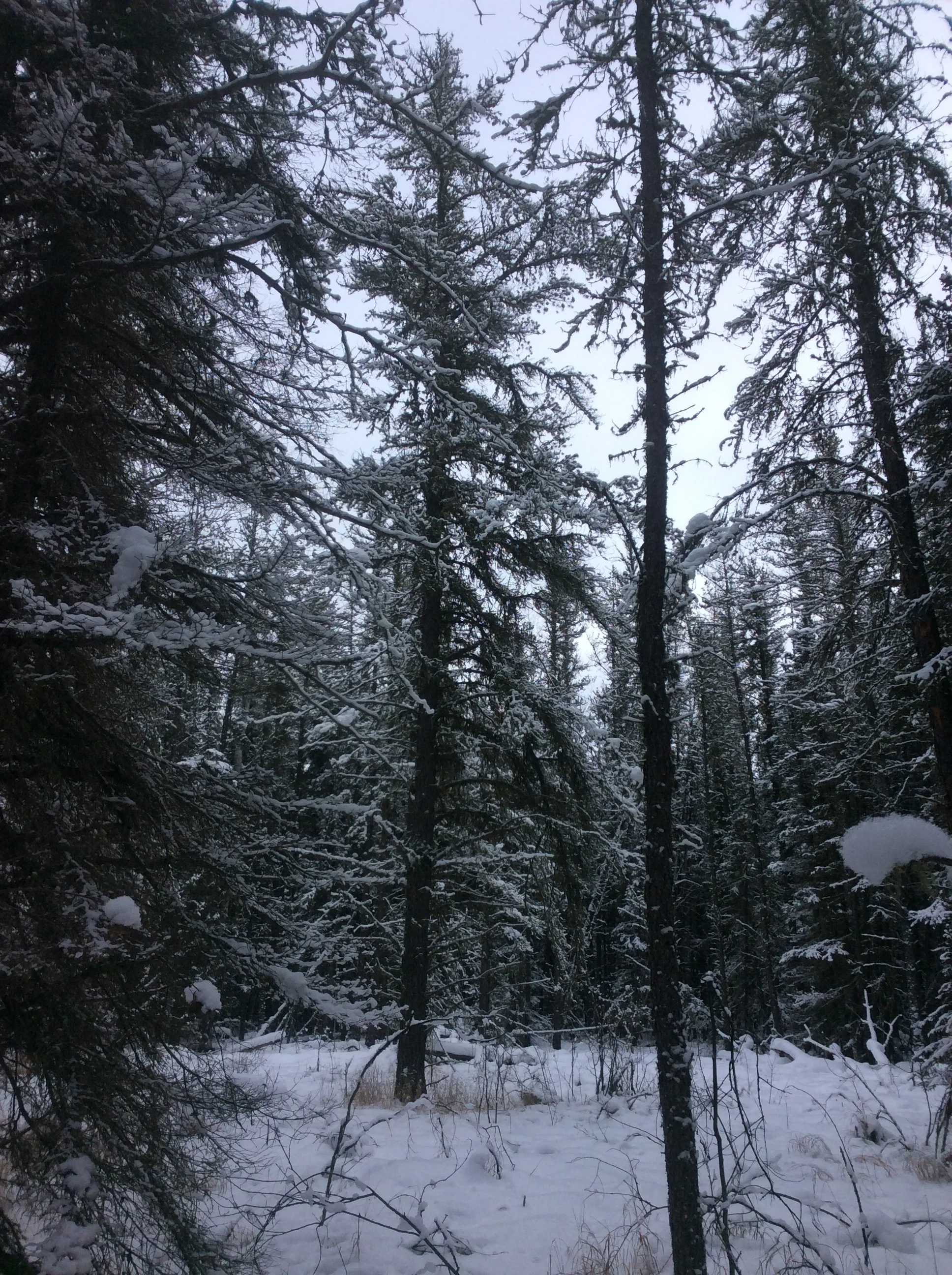 2016-02-04 12.59.50.jpg
