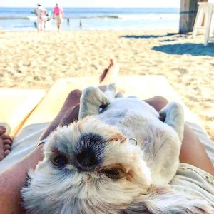 Traveling to Costa Rica With a Dog: Ultimate Pet-Friendly Guide