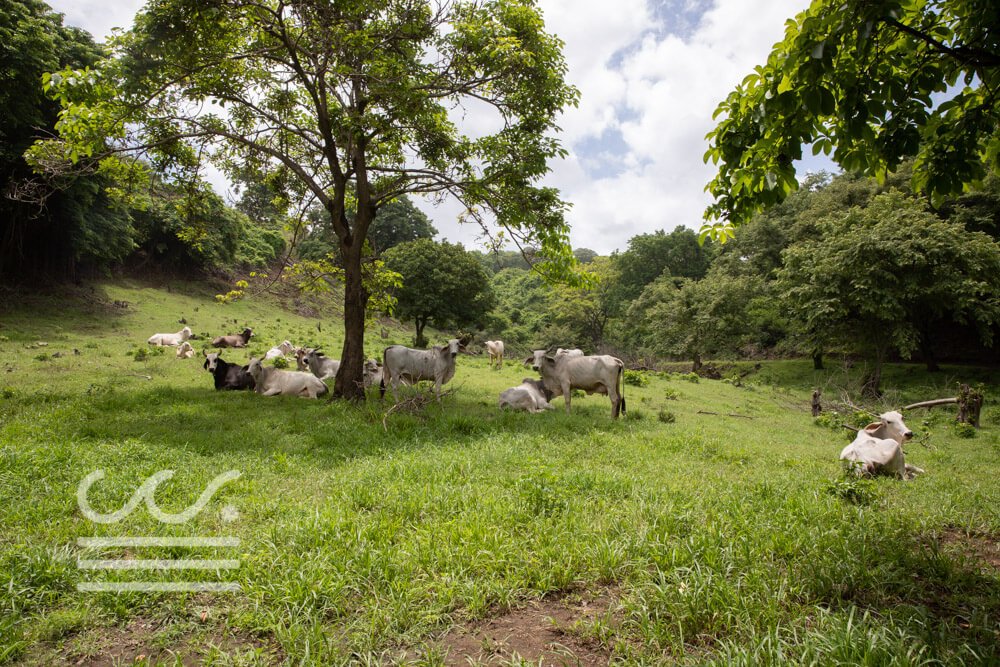 Finca-Tortuga- Ostional-Sothebys-Wanderlust-Realty-Real-Estate-Rentals-Nosara-Costa-Rica-25.jpg