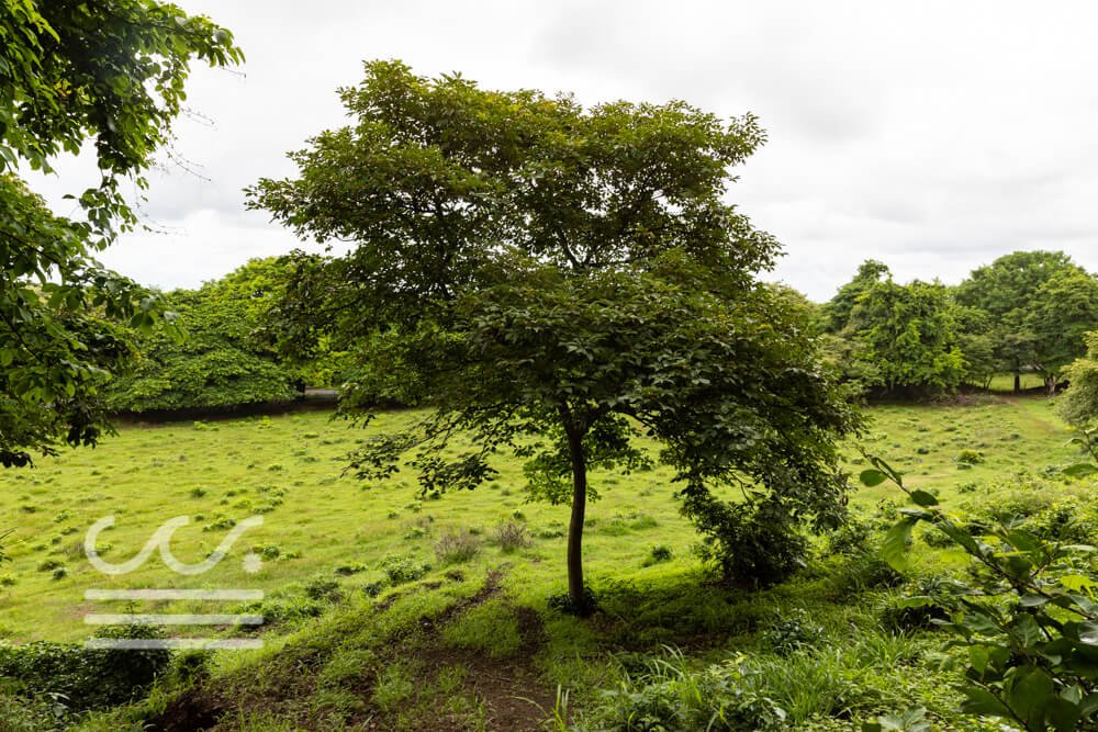 Finca-Tortuga- Ostional-Sothebys-Wanderlust-Realty-Real-Estate-Rentals-Nosara-Costa-Rica-26.jpg