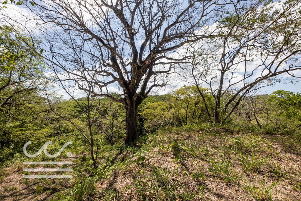 Large Elevated Lot Playa Pelada-Sothebys-Wanderlust-Realty-Real-Estate-Rentals-Nosara-Costa-Rica-7.jpg