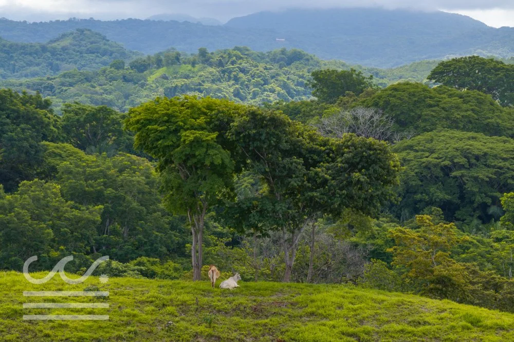 Finca Marberlla 1 y 2-20.jpg