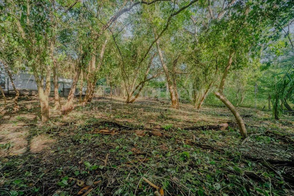 C-3-C-Wanderlust-Sothebys-International-Realty-Nosara-Real-Estate-12.jpg