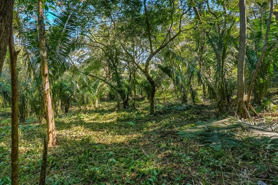 Selvamar Pochote 4 best priced option in Selvamar