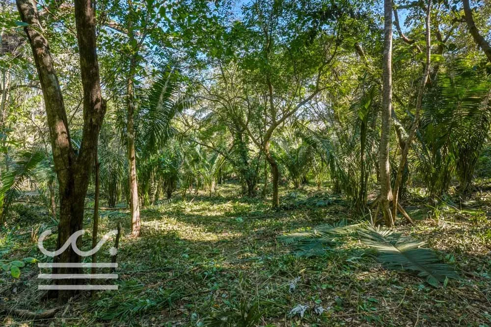 Selvamar pochote 4-Wanderlust-Sothebys-International-Realty-Nosara-Real-Estate-8.jpg