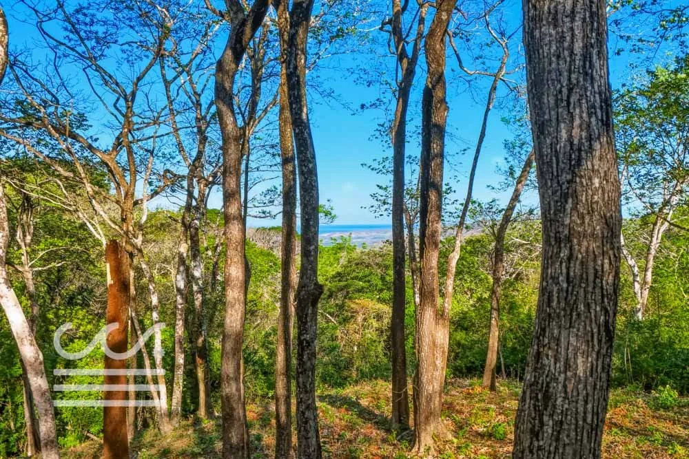 Copy of Bosque Verde-5136447-000-Wanderlust-Sothebys-International-Realty-Nosara-Real-Estate-5.jpg