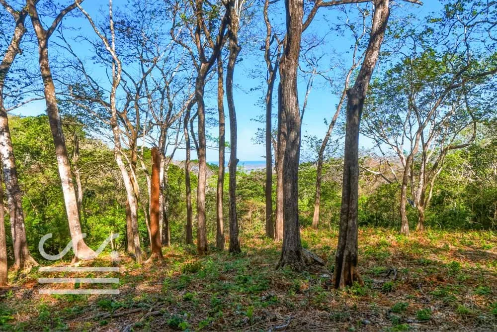 Copy of Bosque Verde-5136447-000-Wanderlust-Sothebys-International-Realty-Nosara-Real-Estate-7.jpg