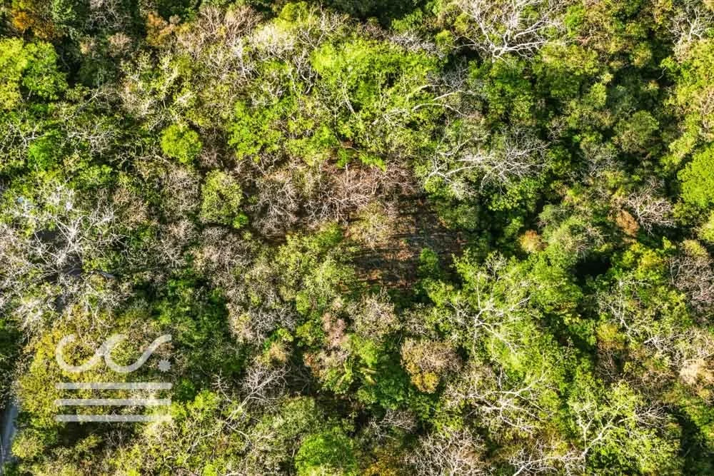 Copy of Bosque Verde-5136447-000-Wanderlust-Sothebys-International-Realty-Nosara-Real-Estate-17.jpg