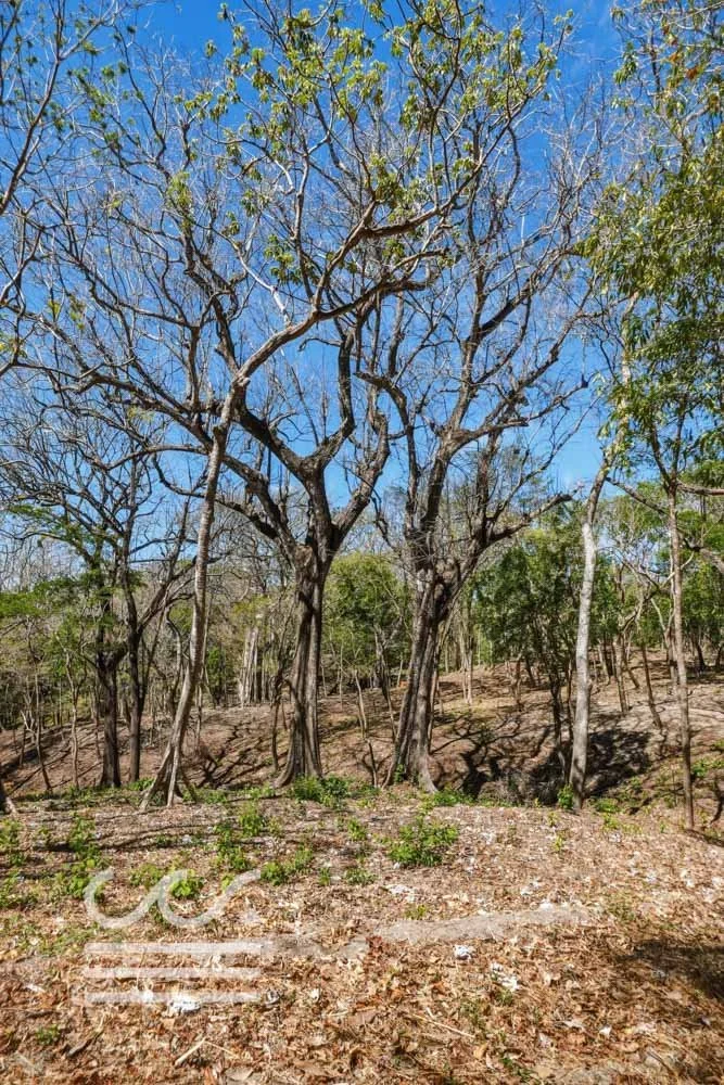 Delicias-Nathan-Lote-6C-Wanderlust-Sothebys-International-Realty-Nosara-Real-Estate-20.jpg