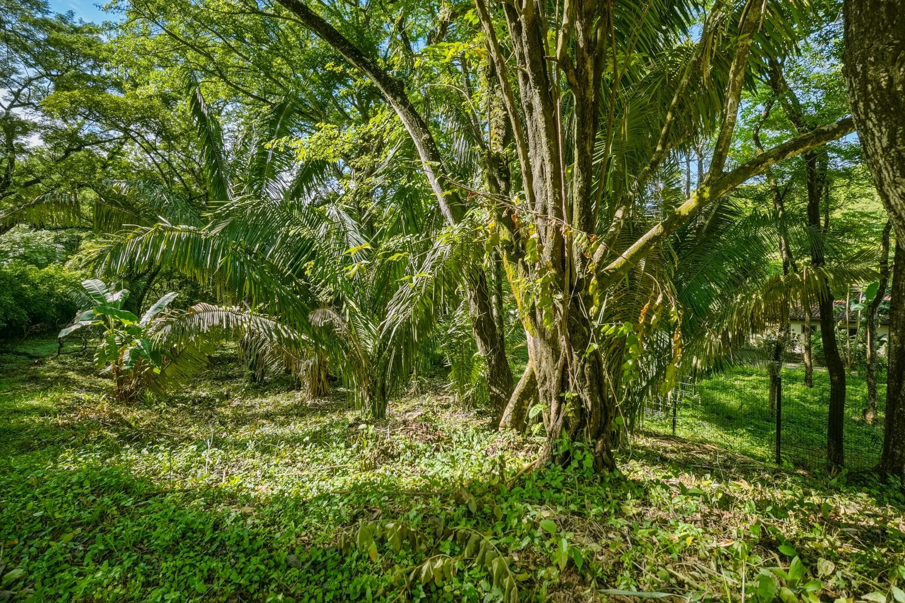 L34-Wanderlust-Sothebys-International-Realty-Nosara-Real-Estate-3.jpg