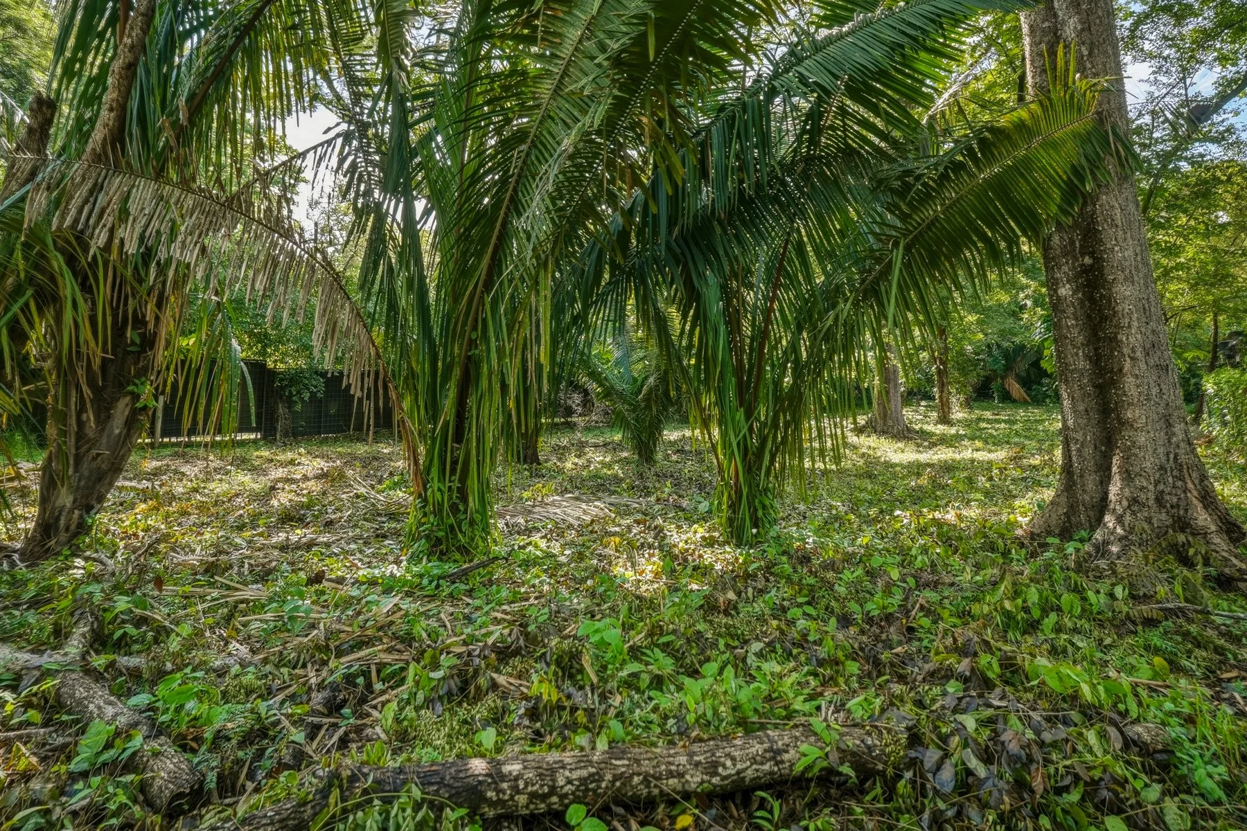 L34-Wanderlust-Sothebys-International-Realty-Nosara-Real-Estate-9.jpg