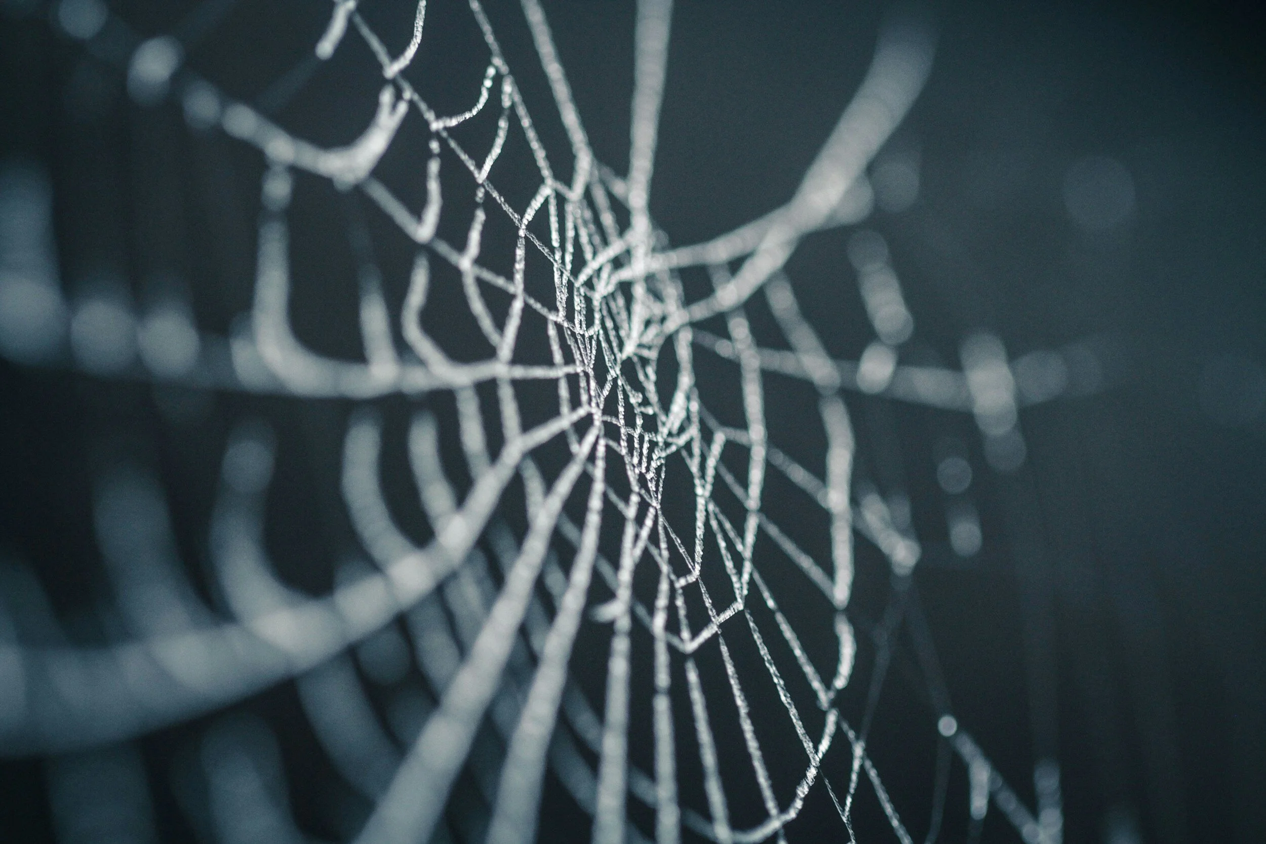 A spider web.