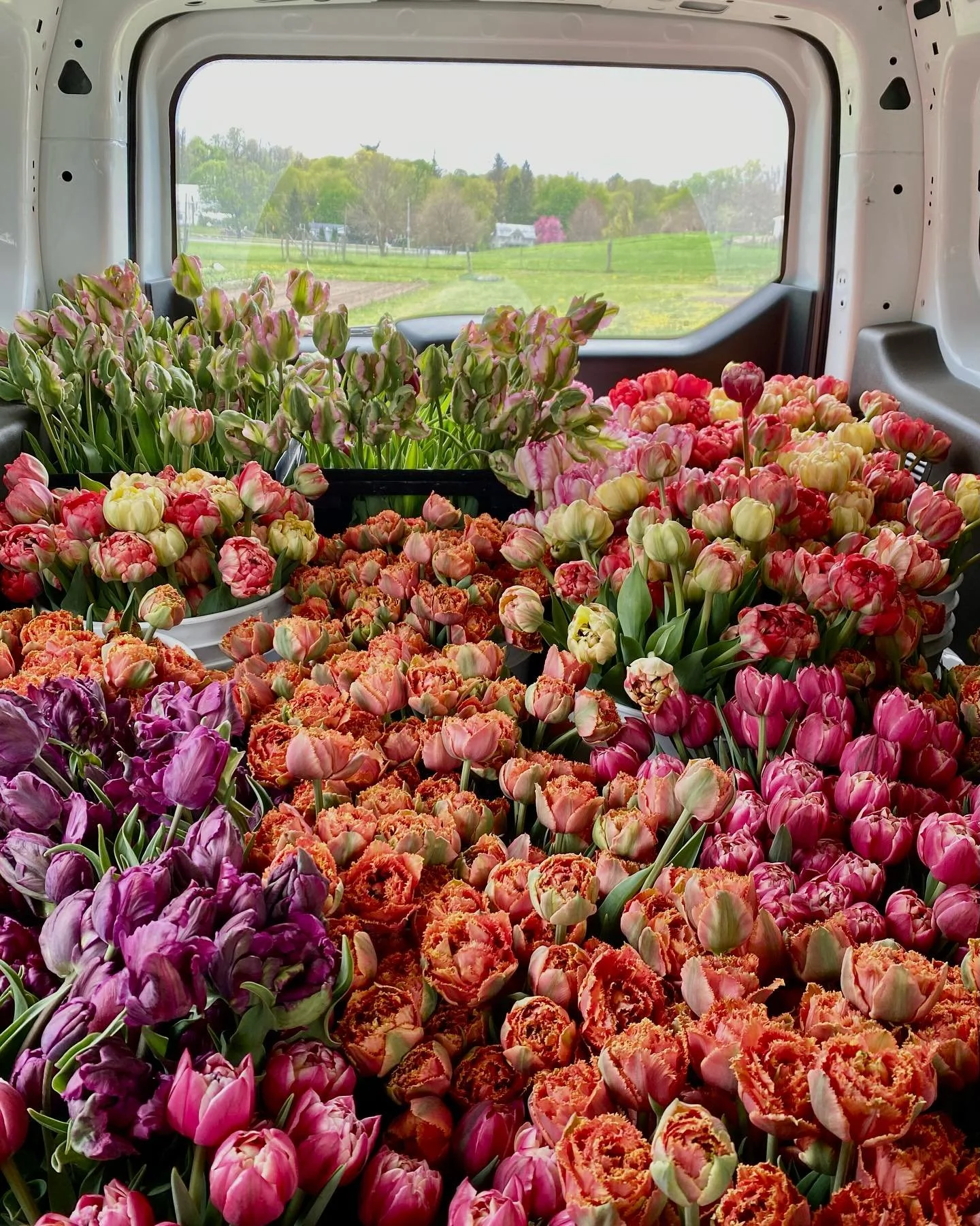damsel van tulips.jpg