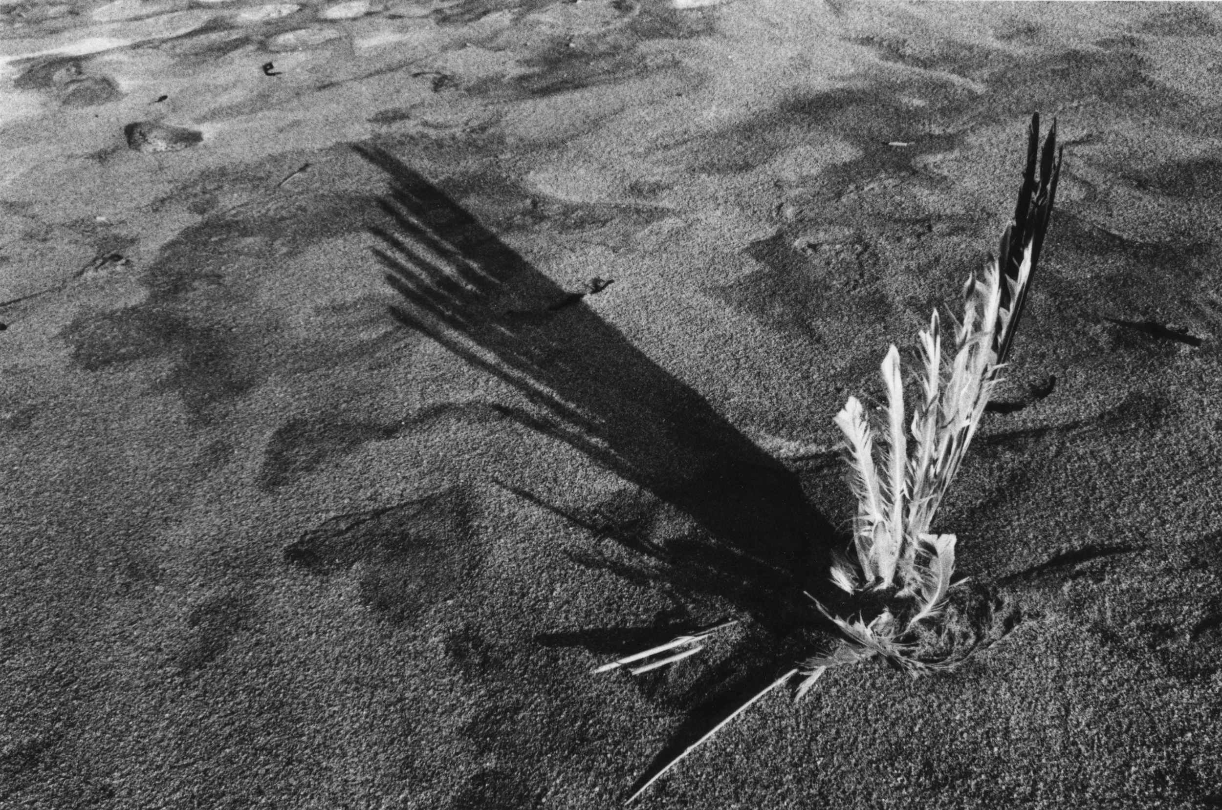 Beach_Feather.jpg
