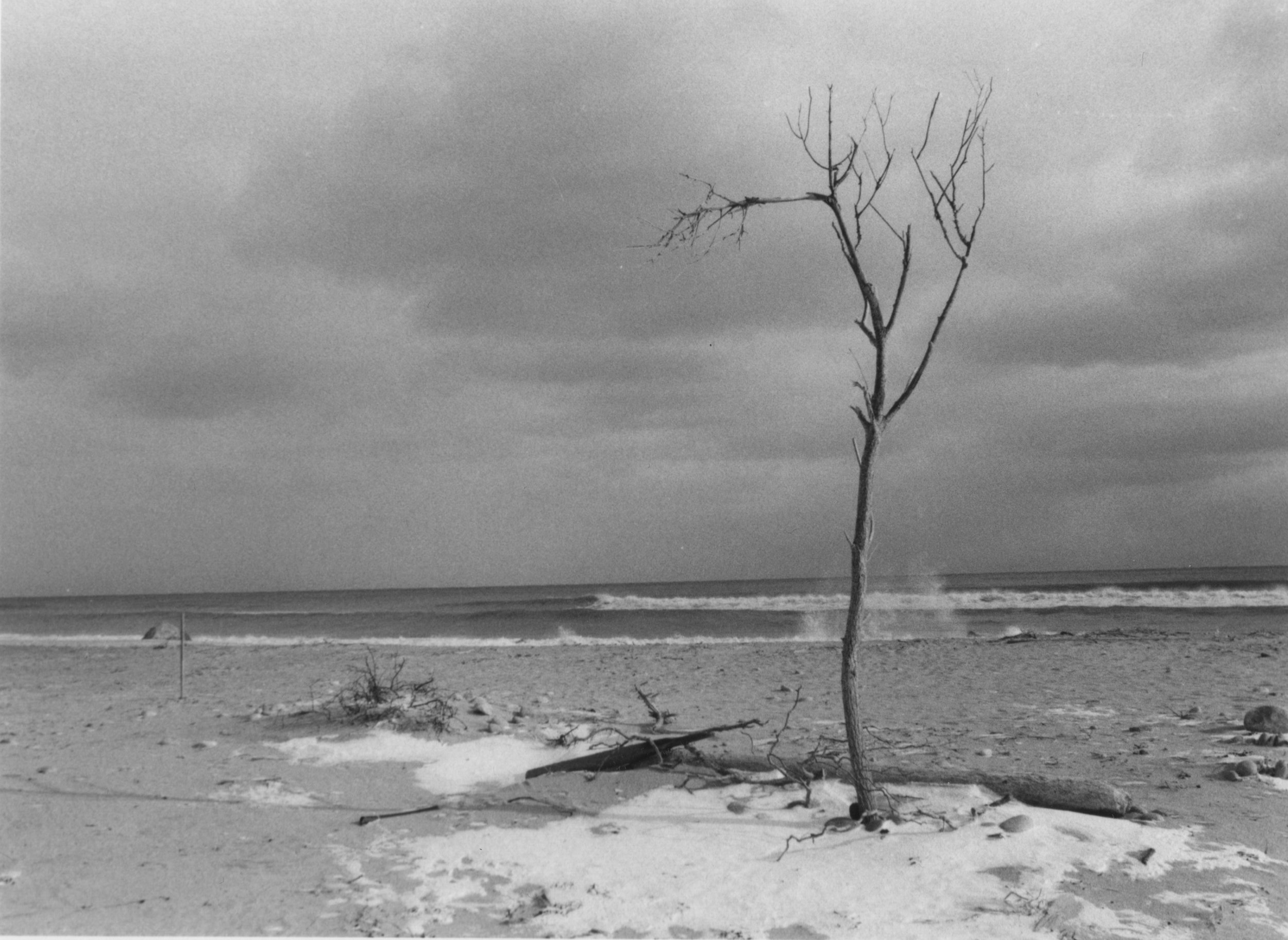 A_One_Tree_Still.jpg