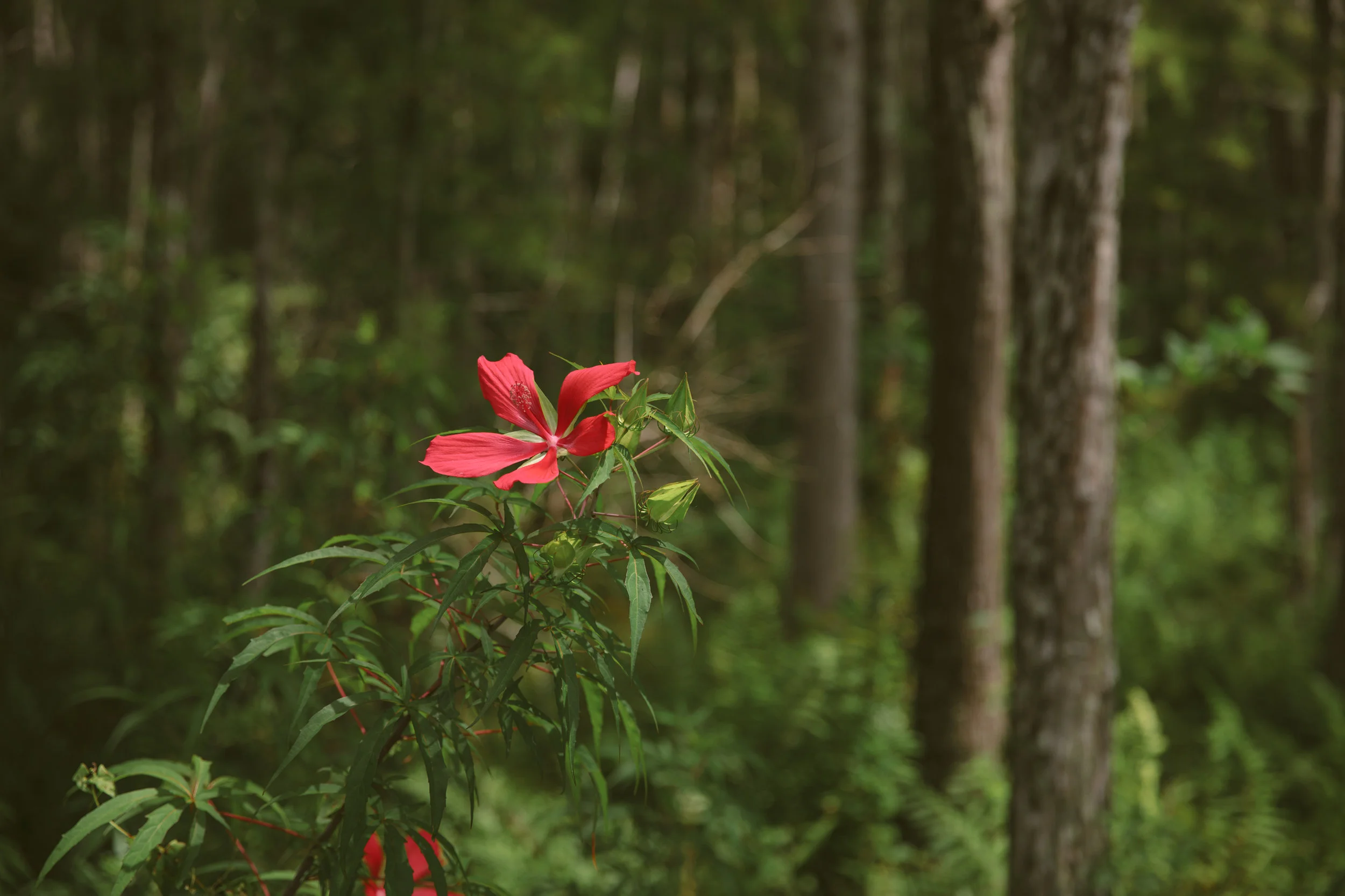 Florida-ElenaPressprich-48.jpg