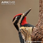 This is what a Yellow-bellied Sapsucker looks like