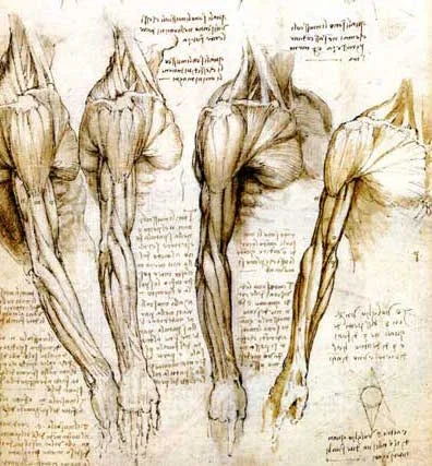 front-arm-and-shoulder.jpg