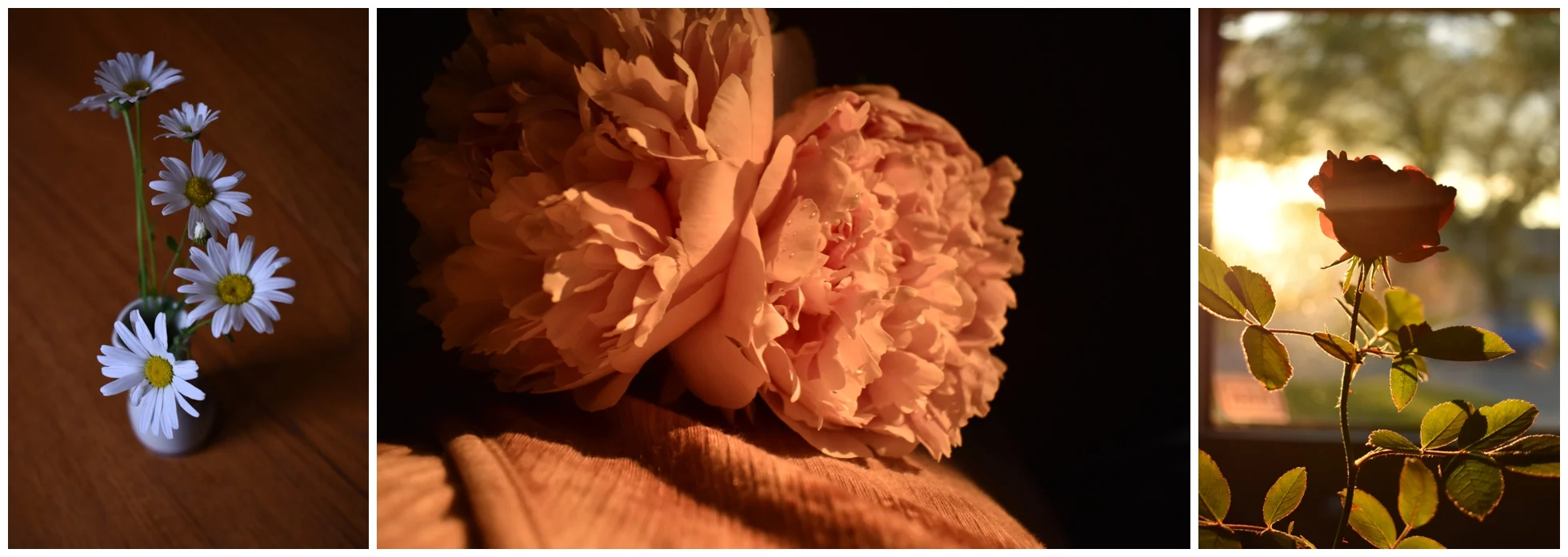 Adelle (Life by Selena Photography) Creative Potential 3_0005.jpg