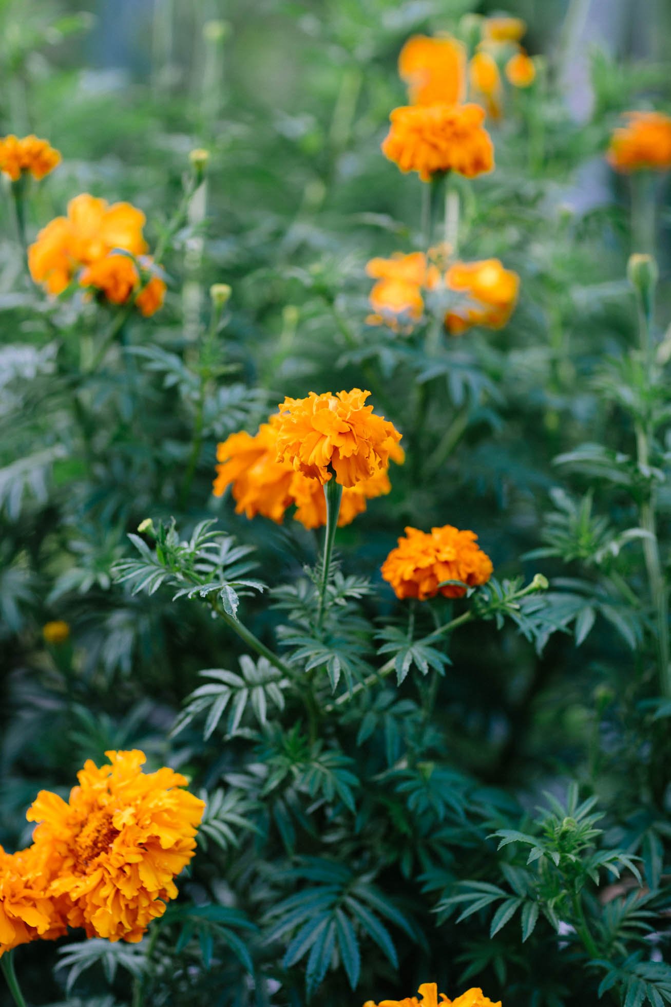  Some  tagetes erecta , also known as marigold, is ready for harvest in a community garden. After harvest, the marigold will be used in teas to alleviate cramps and indigestion. The flower also adds a beautiful dash of orange to fresh garden salads. 