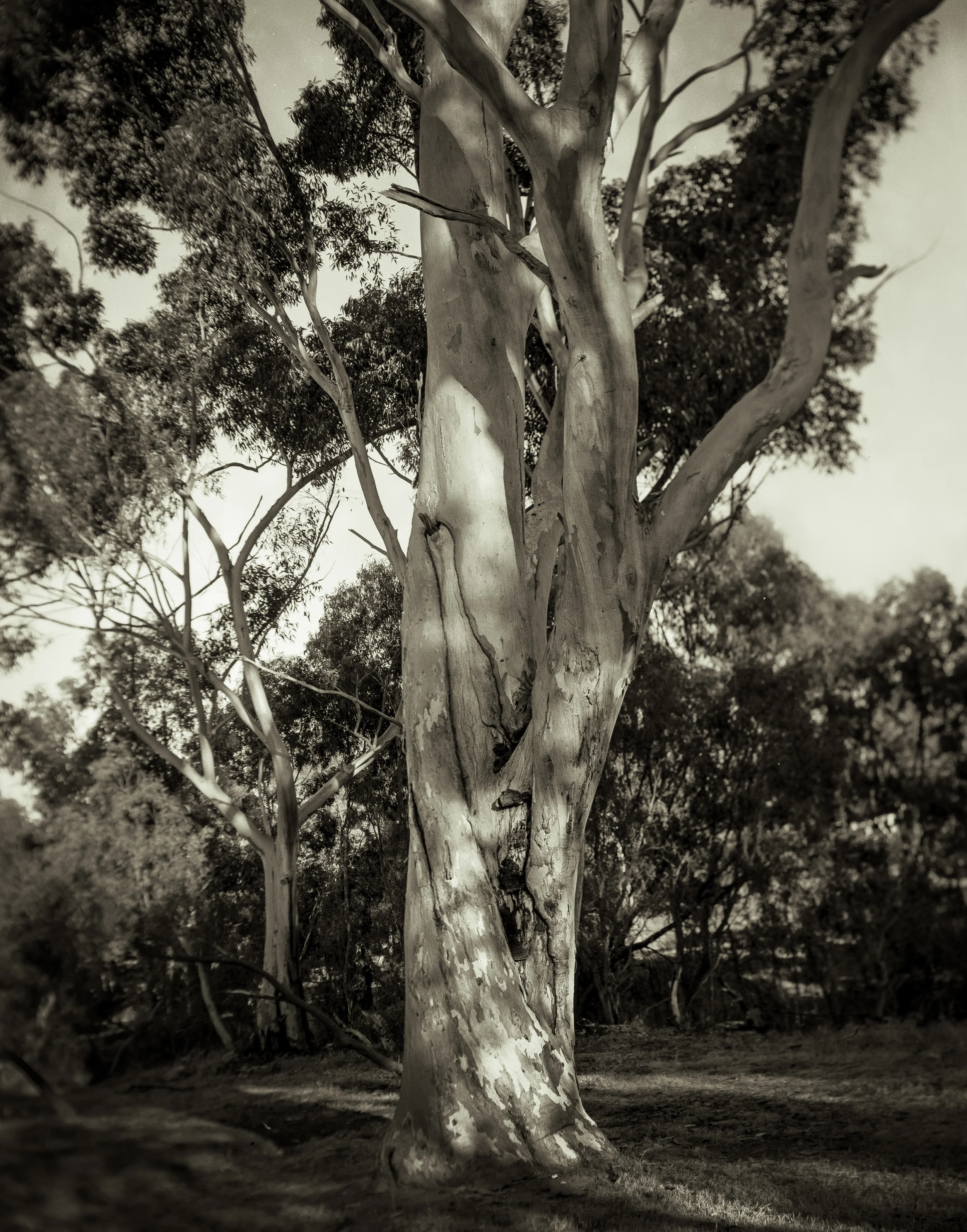 Eucalyptus-4.jpg