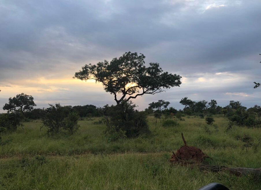 To say my soul is full would be an understatement.  Even this tree is symbolic to me!  To dwell with God&rsquo;s creations will be forever embedded in my heart. ❤️
#gratefulthankfulblessed 

Grateful beyond words! @sabisabireserve 
#southafrica #luxt