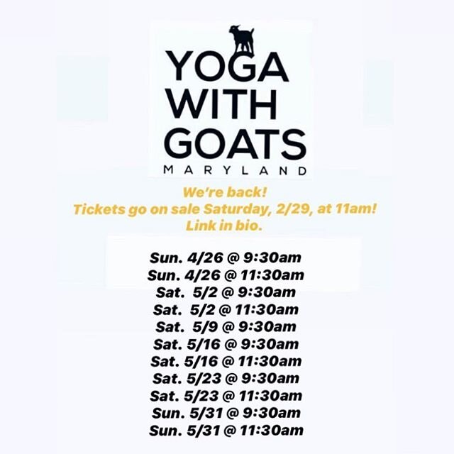 Tickets go on sale tomorrow for the first 5 weeks of classes in our 4th season!  Link is in bio! ❤️🐐❤️
Yoga With Goats - Maryland .
.
.  #yogawithgoats  #marylandgoatyoga  #goatyogamaryland #onthemat #marylandyoga #marylandevents #dcgoatyoga #dcyoga