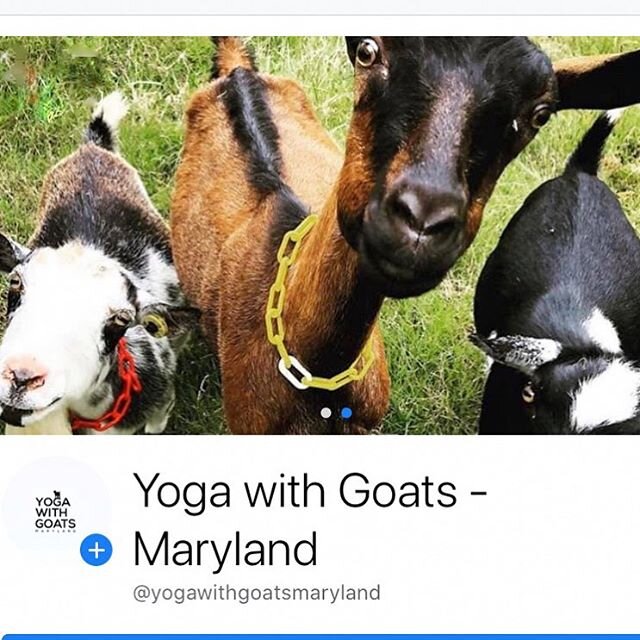 Are you following us on Facebook? 
For the most up-to-date info on our classes, find us there!
✌️❤️🐐 . .
. .
.  #yogawithgoats  #marylandgoatyoga  #goatyogamaryland #onthemat #marylandyoga #marylandevents #dcgoatyoga #dcyoga  #goattherapy #dmvevents