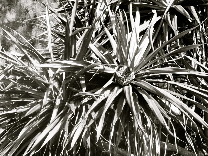 P1120139 - Version 2.jpg