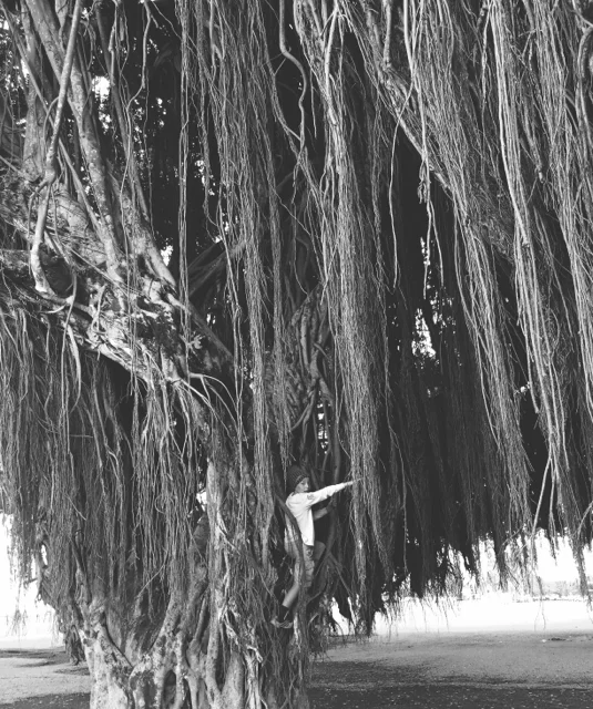 banyan1.jpg